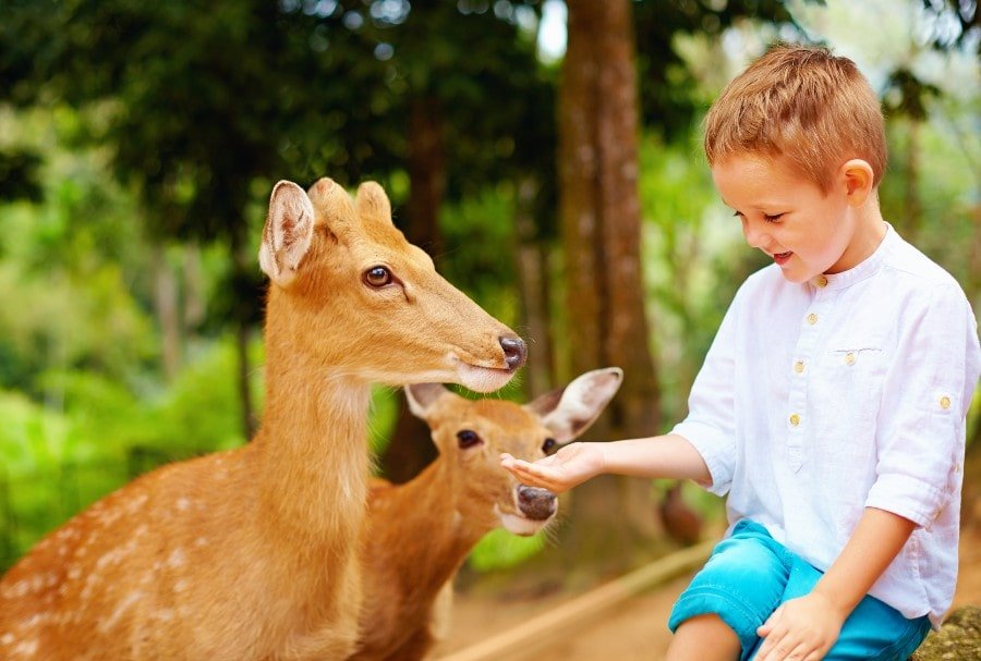 Young boy feeding deer at the Oshawa Zoo